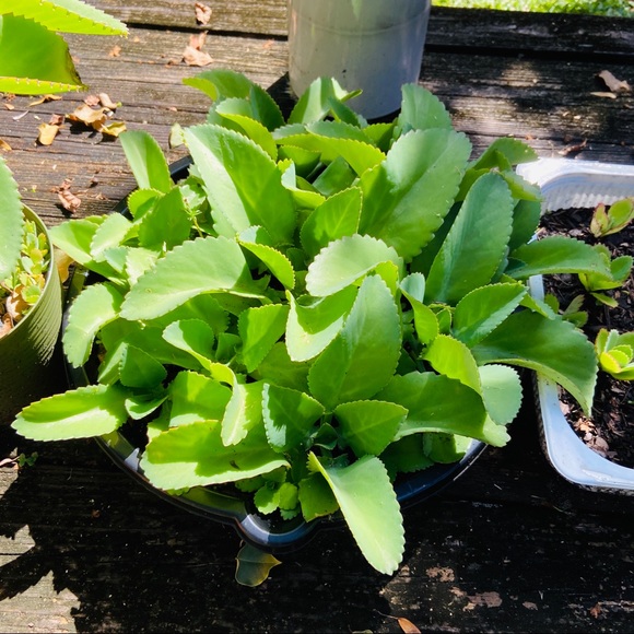 Other - 🌱3 LG Kalanchoe Mother of Thousands live Plants